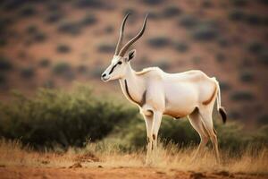 nationale animal de djibouti photo