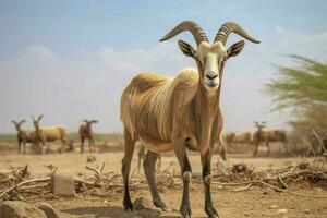 nationale animal de djibouti photo