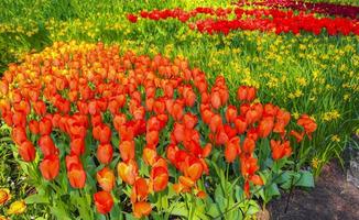 beaucoup de tulipes jonquilles parc de keukenhof lisse hollande pays-bas. photo
