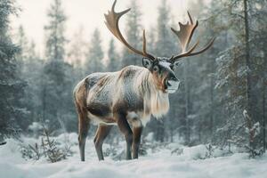 nationale animal de Finlande photo