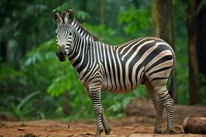 nationale animal de Ghana photo