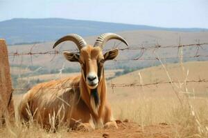 nationale animal de Lesotho photo