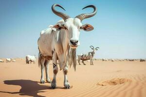 nationale animal de Mauritanie photo