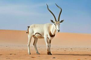 nationale animal de Mauritanie photo