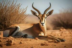 nationale animal de Namibie photo
