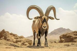 nationale animal de Soudan photo