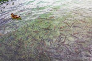 canards poissons eau turquoise parc national des lacs de plitvice croatie. photo