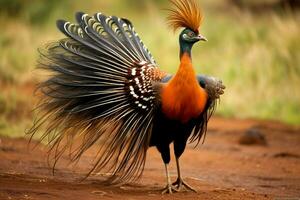 nationale oiseau de Kenya photo
