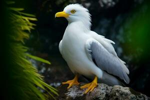 nationale oiseau de nauru photo