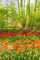 Tulipes colorées jonquilles dans le parc de Keukenhof lisse Hollande Pays-Bas. photo