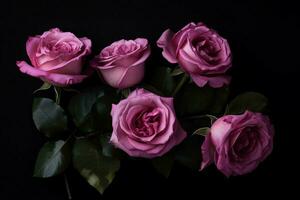 roses roses sur fond noir photo