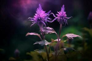 violet fleur herbe et plante dans la nature photo