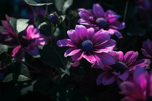 violet fleurs dans le foncé photo