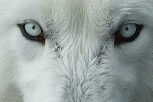 le blanc les loups Œil au beur noir proche en haut photo