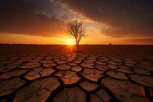 arbre grandir sécheresse le coucher du soleil photo