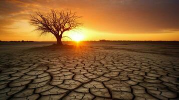 arbre grandir sécheresse le coucher du soleil photo