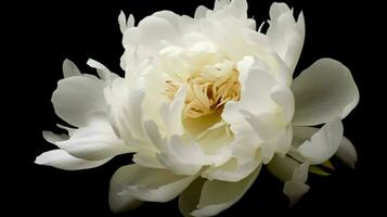 fleur de pivoine blanche photo