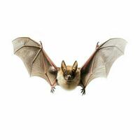 chauve souris avec transparent Contexte haute qualité ultra HD photo