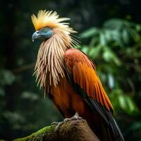 nationale oiseau de Cameroun haute qualité 4k ultra photo