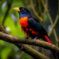 nationale oiseau de costa rica haute qualité 4k ultra photo