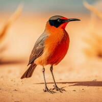 nationale oiseau de Namibie haute qualité 4k ultra h photo
