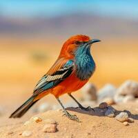 nationale oiseau de Namibie haute qualité 4k ultra h photo