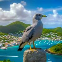 nationale oiseau de Saint Vincent et le grenadines photo