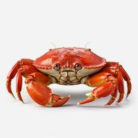 produit coups de photo de Crabe avec non Contexte