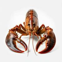 produit coups de photo de Homard avec non backgro