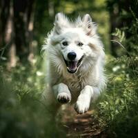 une fougueux canin fonctionnement par le les bois photo