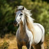 majestueux équin race avec une écoulement crinière photo