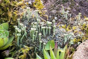 Trompette lichen Cladonia fimbriata entre les fleurs de pierre sur un rocher photo