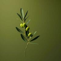 olive minimaliste fond d'écran haute qualité 4k hdr photo