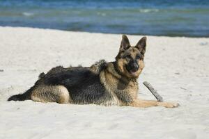 allemand berger sur le plage photo