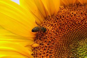 tournesol en fleurs sur un champ bavarois photo