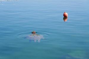 la tortue de mer nage dans l'eau de mer tropicale. photo