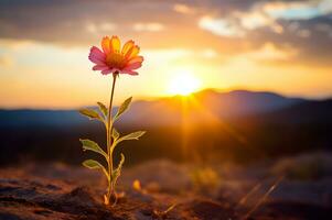 une fleur dans une champ avec Soleil sur Contexte ai génératif photo