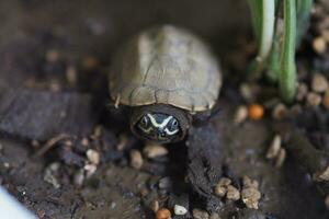 proche en haut est bébé eau fraiche tortue à Thaïlande photo