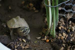 proche en haut est bébé eau fraiche tortue à Thaïlande photo