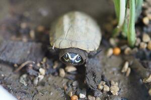 proche en haut est bébé eau fraiche tortue à Thaïlande photo