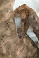 animaux à le mouton cultiver, lampang, Thaïlande photo