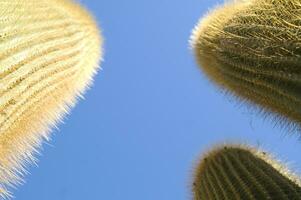 une proche en haut de une cactus avec beaucoup petit aiguilles photo