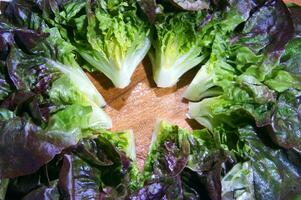 une proche en haut de une bouquet de salade photo