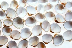 mer coquilles isolé sur blanc Contexte photo