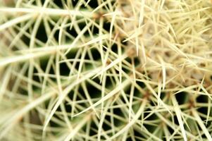 une cactus plante avec beaucoup pointes photo