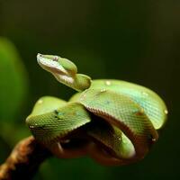 un émeraude arbre boa révèle ses étourdissant émeraude vert Balance, enveloppé dans mystère ,ai généré photo