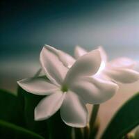 une fermer de jasmin révèle le la source de ses sucré et enchanteur arôme ,ai généré photo