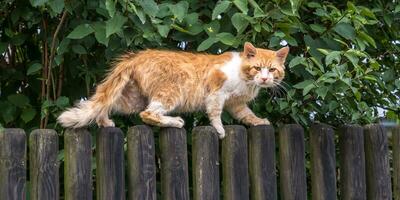 énorme rouge chat sur vieux en bois clôture regards mécontent photo