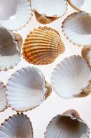 mer coquilles isolé sur blanc Contexte photo