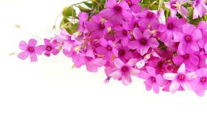 une bouquet de violet fleurs sur une blanc surface photo